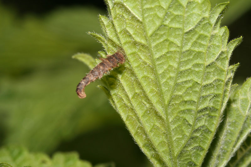 Astucci larvali di Coleophoridae